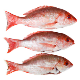 3pcs Medium Snapper fish - (96 oz)