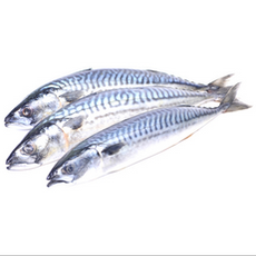 Fresh Frozen Mackerel - 3pcs