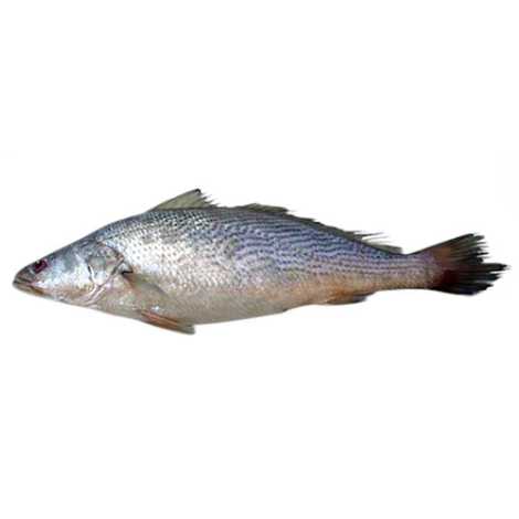Fresh Cassava Fish 500g - 1pc