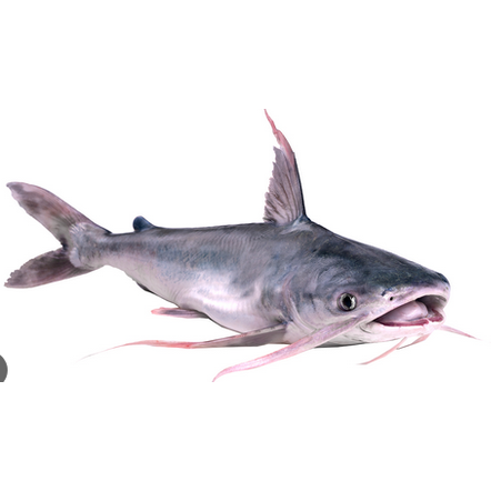 Frozen/Fresh Cat Fish - 1kg