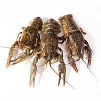 Fresh/Frozen Crayfish - 300g