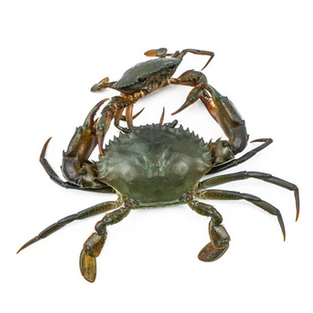 Freshs Crabs - 7pcs